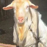 نر بز سانن|حیوانات مزرعه|مشهد, اسماعیل آباد|دیوار