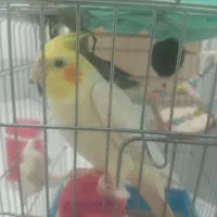 عروس هلندی جفت مولد