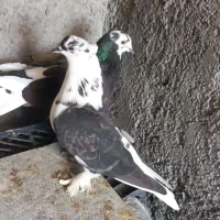 قیمت جفت ۵۰۰