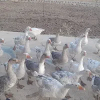 غازدورگه زیرقیمت|حیوانات مزرعه|بیرانوند, |دیوار