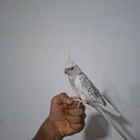 عروس هلندی مولد با ۳ جوجه و وسایل کاملا و دان و...|پرنده|کرمانشاه, |دیوار