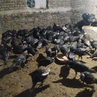 فروش بوقلمون|حیوانات مزرعه|ساوه, |دیوار