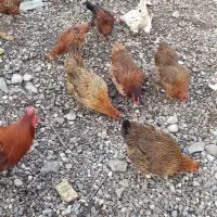 مرغ خروس فروشی