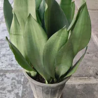 گل و گیاه آپارتمانی ، گلخانه ، زینتی