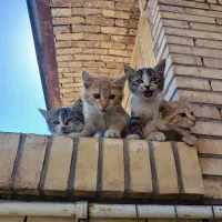 گربه|گربه|رفسنجان, |دیوار
