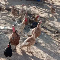 بوقلمون بروبو اصل درجه یک|حیوانات مزرعه|مرودشت, ژیان|دیوار