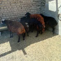 قصاب تلفنی در محل شما