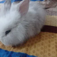 خرگوش لوپ آمریکایی با تخفیف ویژه هم میدم