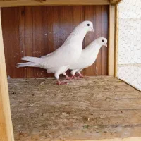 یک جفت سفید رسمی دهن جور