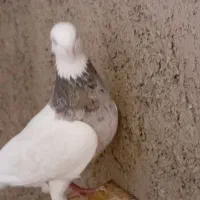 کبوتر طوقی|پرنده|دره شهر, |دیوار