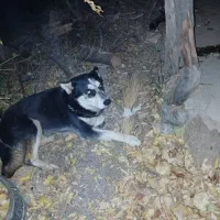 سگ هاسکی|سگ|سنندج, |دیوار