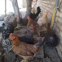 مرغ محلی تخم گذار دونه ای 800
