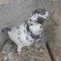 کفتر نر قاره سیاه|پرنده|فردیس, فردیس|دیوار