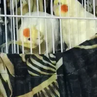 عروس هلندی|پرنده|آغاجاری, |دیوار