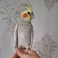 عروس هلندی|پرنده|اردبیل, |دیوار