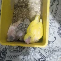گمشده مرغ عشق
