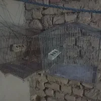 دو عدد قفس