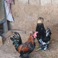 خروس زینتی قشنگ