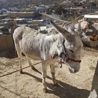 الاق|حیوانات مزرعه|فلارد, |دیوار