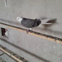 کبوتر شازده