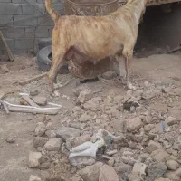 واگذاری ماده درجه یک|سگ|کاشمر, |دیوار