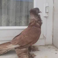 کبوتر الوان ماده