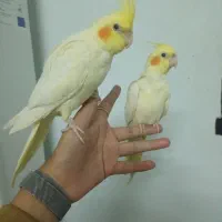 جوجه عروس هلندی