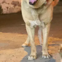 واگذاری سگ سرابی وپژدر|سگ|تالش, تالش|دیوار