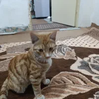 گربه پیداشده