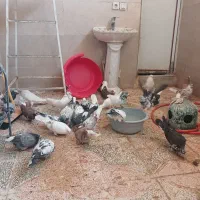 سلام تعدادی کفتر نرماده ساعت بالا پریده جواب داده|پرنده|شهریار, دهشاد پائین|دیوار