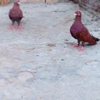 نروماده سرخ