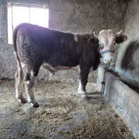 گوساله نر پرواری