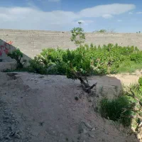 باغچه ۳۵۰ متر درختی داخل مجموعه با سند شهریار|فروش زمین و ملک کلنگی|شهریار, رنگرز|دیوار