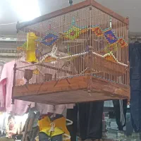 انواع سهره قناری و قفس سلطنتی پرنده های خاص|پرنده|مشهد, عنصری|دیوار