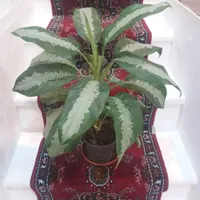 گل زیبا