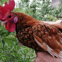 تخم مرغ نطفه دار گلین|حیوانات مزرعه|اصفهان, ملکشهر|دیوار