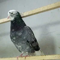 هما سرور و ابلغ سبز