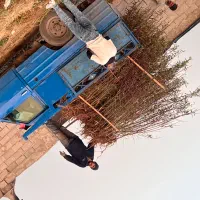 نهال بادام منقا پربار در نهالستان پاشاپور|گل و گیاه طبیعی|تبریز, |دیوار