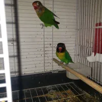 جفت کوتوله برزیلی نقابدار