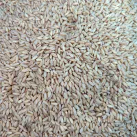 گندم بذر|خدمات باغبانی و درختکاری|سراجو, |دیوار