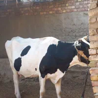 یک گاو|حیوانات مزرعه|پشتکوه (سیستان و بلوچستان), |دیوار