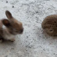 خرگوش در محمودآباد|موش و خرگوش|محمودآباد, |دیوار