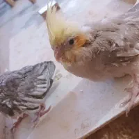 جوجه عروس هلندی سرولاکی