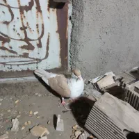 یک ساده کلاغ دم زرد نره|پرنده|مشهد, قائم|دیوار