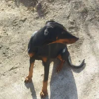 سگ نگهبان|سگ|طاغنکوه, |دیوار