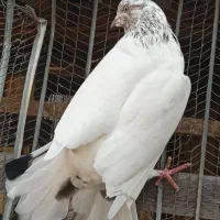 یه جفت کبوتر پرشی|پرنده|رشت, تازه آباد|دیوار