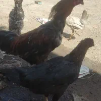 مرغ و خروس لاری