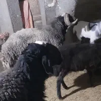 دو عدد قوچ شالی|حیوانات مزرعه|خرقان, |دیوار