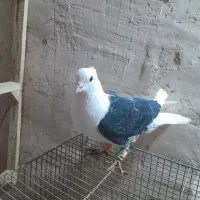 پشت|پرنده|شیروان (خراسان), |دیوار