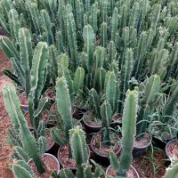 گل و گیاه کاکتوس وآپارتمانی|گل و گیاه طبیعی|محمدشهر, شهرک چمران|دیوار